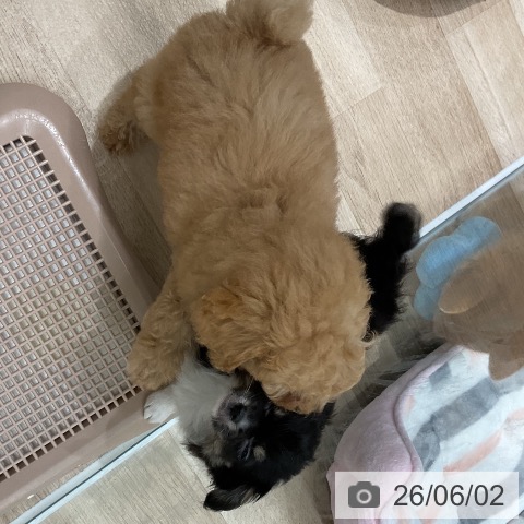 チワワの写真