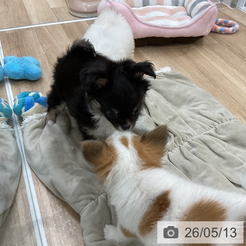 チワワの写真