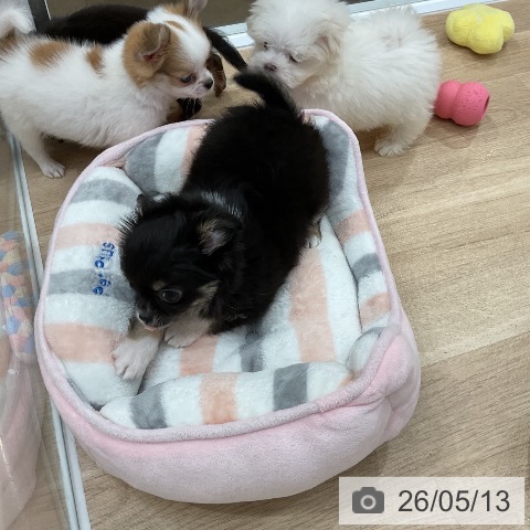 チワワの写真