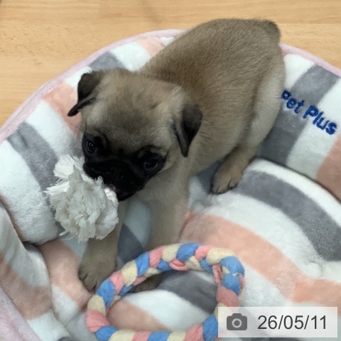 熊本県のパグ (ペットプラス 熊本店/2026年3月11日生まれ/男の子/フォーン)の子犬の3枚目の画像