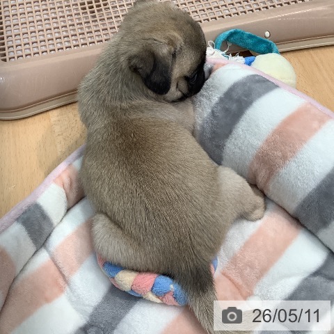 熊本県のパグ (ペットプラス 熊本店/2026年3月11日生まれ/男の子/フォーン)の子犬の4枚目の画像
