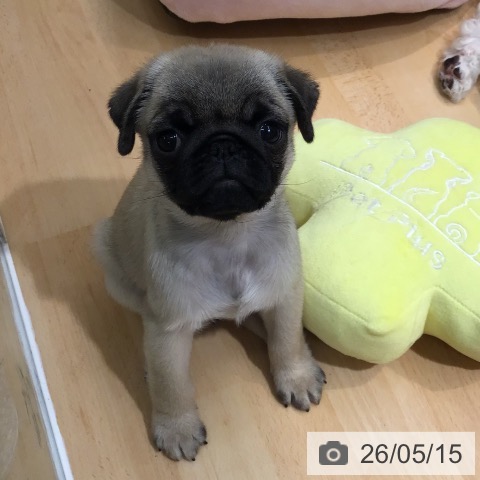 熊本県のパグ (ペットプラス 熊本店/2026年3月11日生まれ/男の子/フォーン)の子犬の3枚目の画像