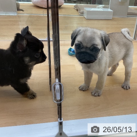 パグの写真