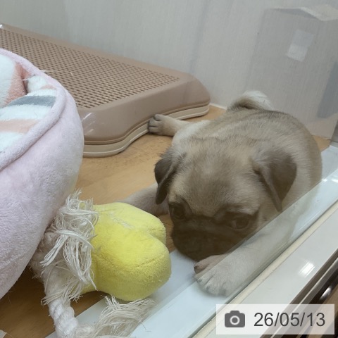 パグの写真