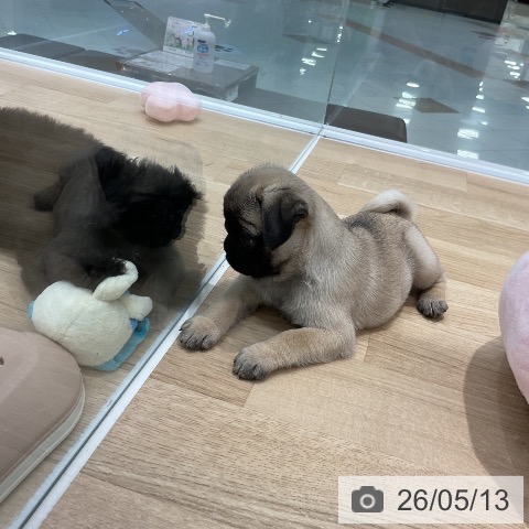 福岡県のパグ (ペットプラス 八幡東店/2026年3月11日生まれ/女の子/フォーン)の子犬の4枚目の画像