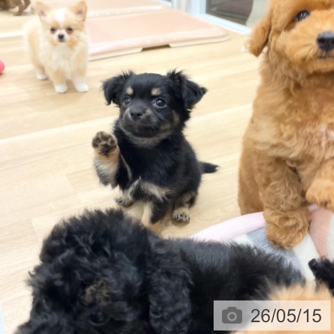 チワワの写真