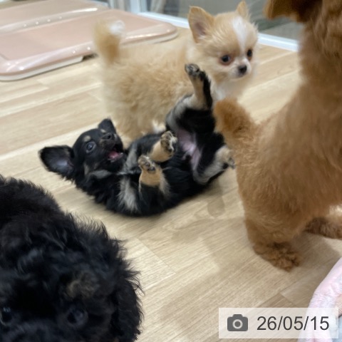 チワワの写真