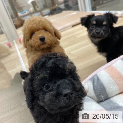 チワワの写真