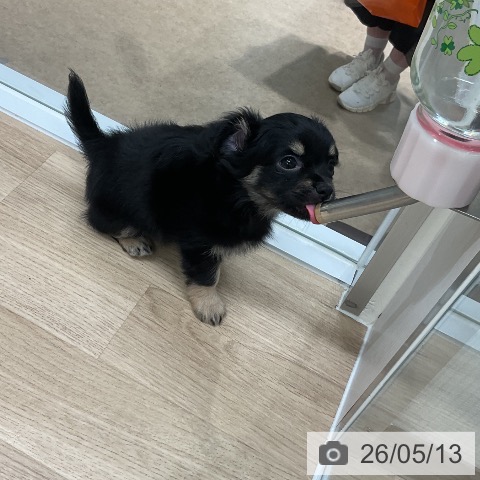 福岡県のチワワ(ロング) (ペットプラス 八幡東店/2026年3月11日生まれ/男の子/ブラックタン)の子犬の4枚目の画像