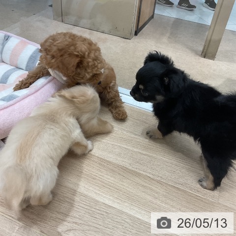 福岡県のチワワ(ロング) (ペットプラス 八幡東店/2026年3月11日生まれ/男の子/ブラックタン)の子犬の3枚目の画像