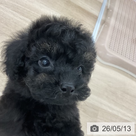 福岡県のトイプードル(トイ) (ペットプラス 黒崎店/2026年3月10日生まれ/男の子/ブラック)の子犬の4枚目の画像
