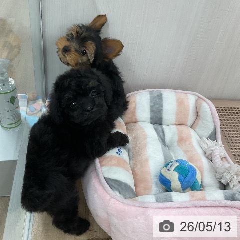 福岡県のトイプードル(トイ) (ペットプラス 黒崎店/2026年3月10日生まれ/男の子/ブラック)の子犬の3枚目の画像