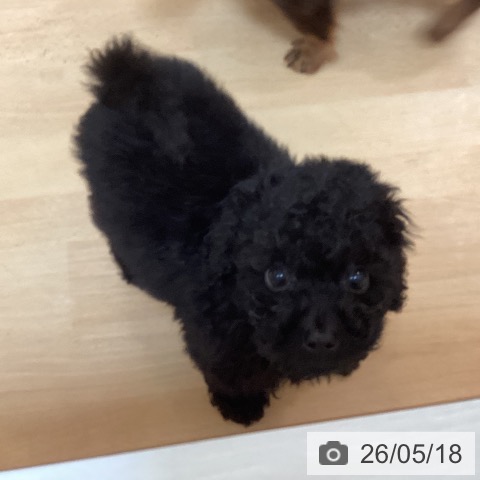 福岡県のトイプードル(トイ) (ペットプラス 福岡伊都店/2026年3月10日生まれ/男の子/ブラック)の子犬の3枚目の画像