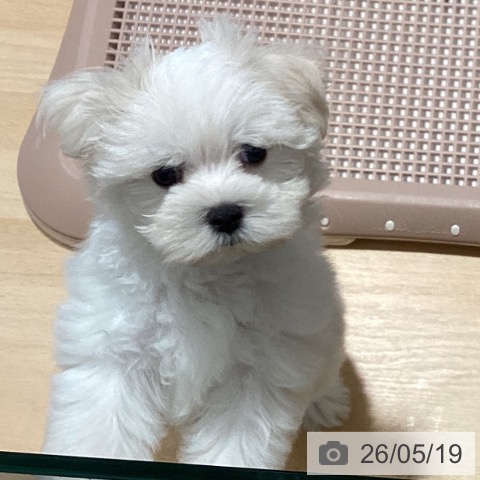 鹿児島県のマルチーズ (ペットプラス 姶良店/2026年3月7日生まれ/男の子/ホワイト)の子犬の4枚目の画像