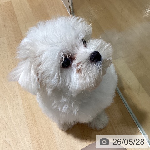 鹿児島県のマルチーズ (ペットプラス 姶良店/2026年3月7日生まれ/男の子/ホワイト)の子犬の4枚目の画像