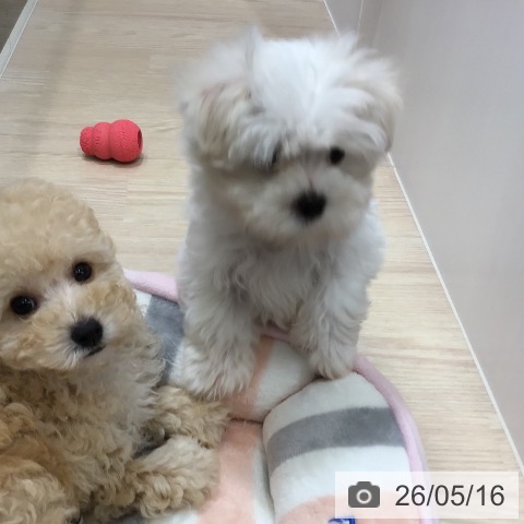 沖縄県のマルチーズ (ペットプラス 沖縄ライカム店/2026年3月7日生まれ/女の子/ホワイト)の子犬の4枚目の画像