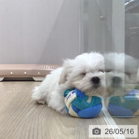 沖縄県のマルチーズ (ペットプラス 沖縄ライカム店/2026年3月7日生まれ/女の子/ホワイト)の子犬の3枚目の画像