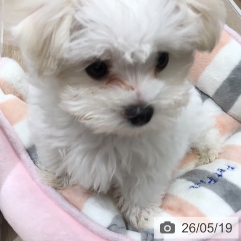 沖縄県のマルチーズ (ペットプラス 沖縄ライカム店/2026年3月7日生まれ/女の子/ホワイト)の子犬の3枚目の画像
