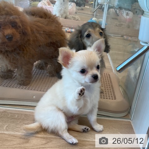 チワワの写真