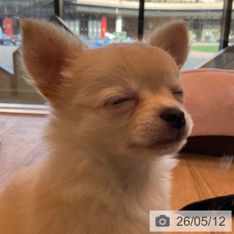 チワワの写真