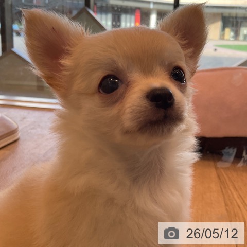 チワワの写真