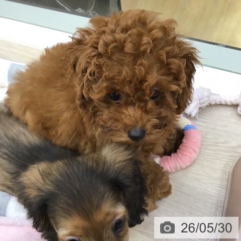 沖縄県のトイプードル(トイ) (ペットプラス 沖縄ライカム店/2026年3月4日生まれ/女の子/レッド)の子犬の3枚目の画像