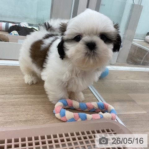 福岡県のシーズー (ペットプラス 八幡東店/2026年3月10日生まれ/男の子/ホワイトゴールド)の子犬の4枚目の画像