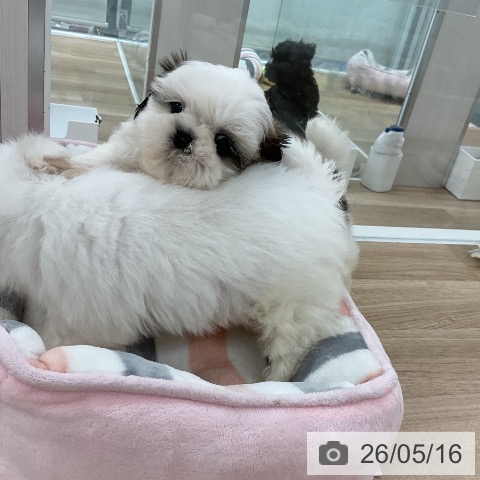 福岡県のシーズー (ペットプラス 八幡東店/2026年3月10日生まれ/男の子/ホワイトゴールド)の子犬の3枚目の画像