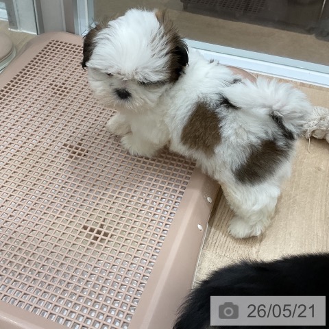 福岡県のシーズー (ペットプラス 八幡東店/2026年3月10日生まれ/男の子/ホワイトゴールド)の子犬の3枚目の画像