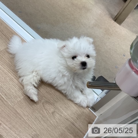 福岡県のマルチーズ (ペットプラス 八幡東店/2026年3月10日生まれ/男の子/ホワイト)の子犬の3枚目の画像