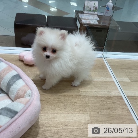 福岡県のポメラニアン (ペットプラス 八幡東店/2026年3月12日生まれ/女の子/ホワイトクリーム)の子犬の3枚目の画像