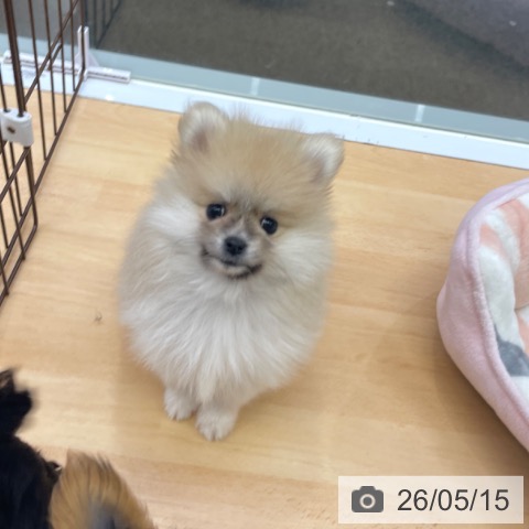 ポメラニアンの写真