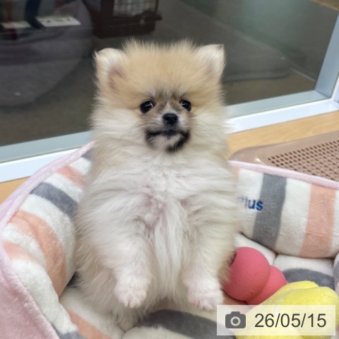 ポメラニアンの写真