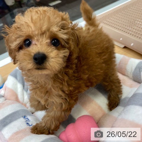 福岡県のトイプードル(トイ) (ペットプラス MARK IS 福岡ももち店/2026年3月12日生まれ/女の子/レッド)の子犬の4枚目の画像