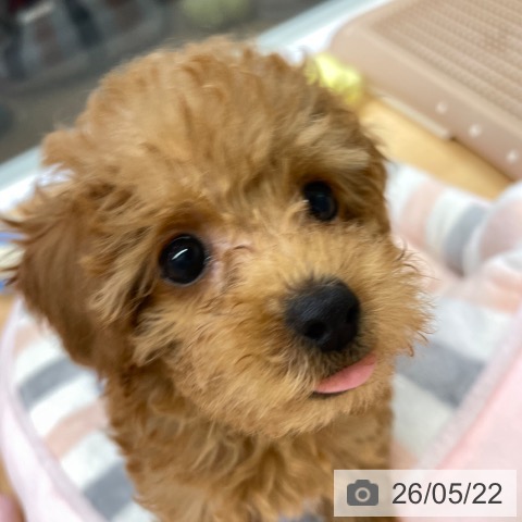 福岡県のトイプードル(トイ) (ペットプラス MARK IS 福岡ももち店/2026年3月12日生まれ/女の子/レッド)の子犬の3枚目の画像