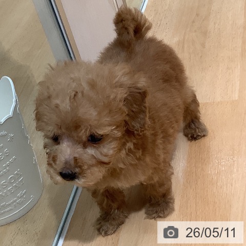 熊本県のトイプードル(トイ) (ペットプラス 熊本店/2026年3月5日生まれ/男の子/アプリコット)の子犬の3枚目の画像