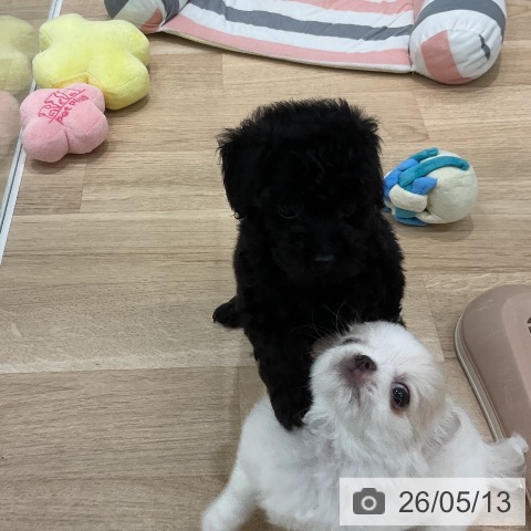 福岡県のトイプードル(トイ) (ペットプラス 八幡東店/2026年3月5日生まれ/男の子/ブラックタン)の子犬の3枚目の画像