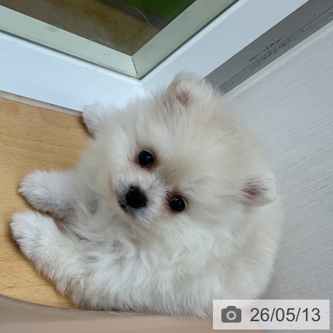 ポメラニアンの写真