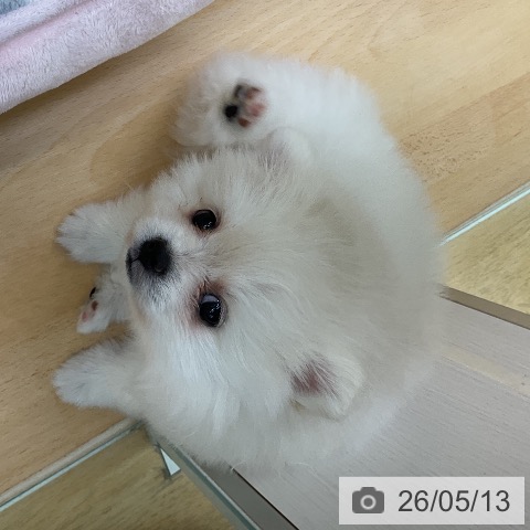 ポメラニアンの写真