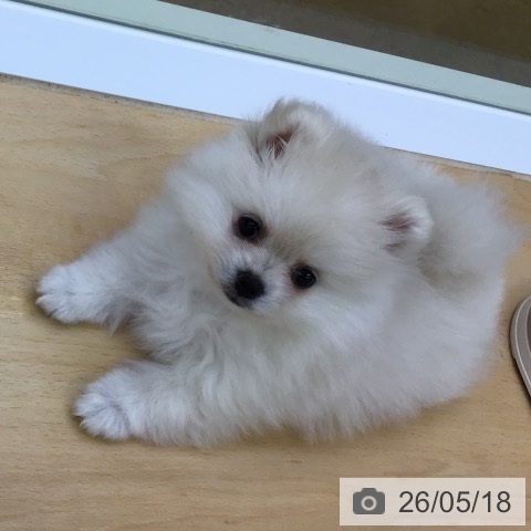 福岡県のポメラニアン (ペットプラス 福岡店/2026年3月9日生まれ/女の子/クリーム)の子犬の4枚目の画像