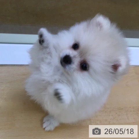 福岡県のポメラニアン (ペットプラス 福岡店/2026年3月9日生まれ/女の子/クリーム)の子犬の3枚目の画像