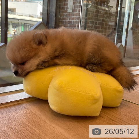ポメラニアンの写真
