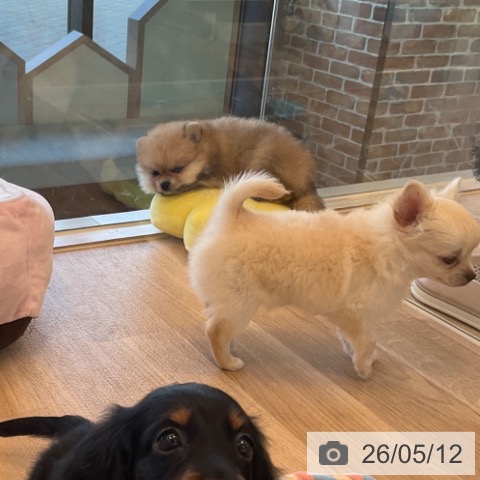 ポメラニアンの写真