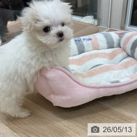 福岡県のマルチーズ (ペットプラス 八幡東店/2026年3月12日生まれ/女の子/ホワイト)の子犬の4枚目の画像