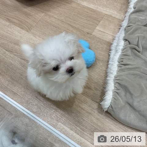 福岡県のマルチーズ (ペットプラス 八幡東店/2026年3月12日生まれ/女の子/ホワイト)の子犬の3枚目の画像