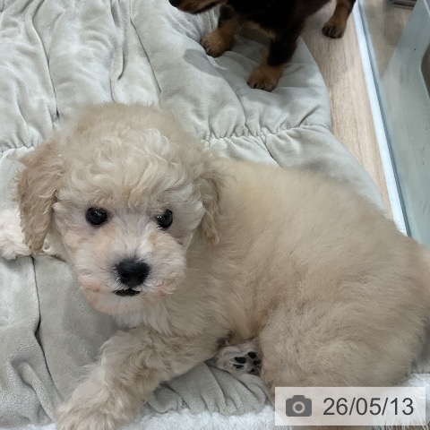 福岡県のトイプードル(トイ) (ペットプラス 八幡東店/2026年3月11日生まれ/男の子/クリーム)の子犬の3枚目の画像