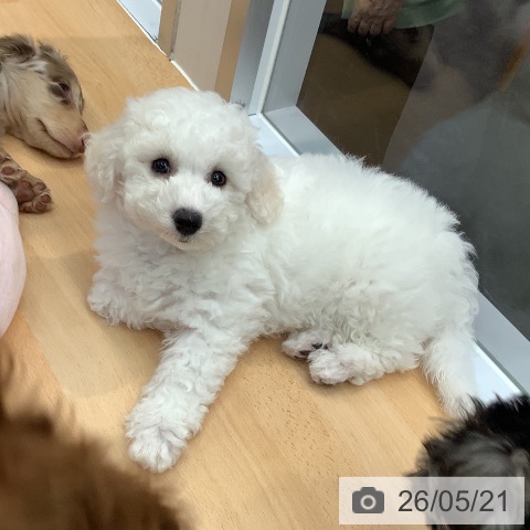 熊本県のビションフリーゼ (ペットプラス 熊本店/2026年3月8日生まれ/男の子/ホワイト)の子犬の3枚目の画像