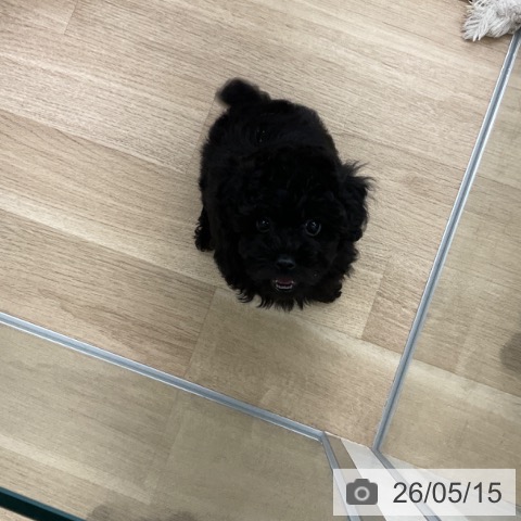 福岡県のトイプードル(トイ) (ペットプラス 春日店/2026年3月7日生まれ/男の子/ブラック)の子犬の4枚目の画像