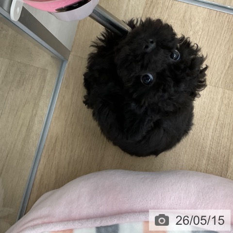 福岡県のトイプードル(トイ) (ペットプラス 春日店/2026年3月7日生まれ/男の子/ブラック)の子犬の3枚目の画像