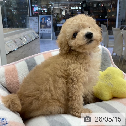 福岡県のトイプードル(トイ) (ペットプラス 春日店/2026年3月11日生まれ/男の子/ペールフォーン)の子犬の4枚目の画像